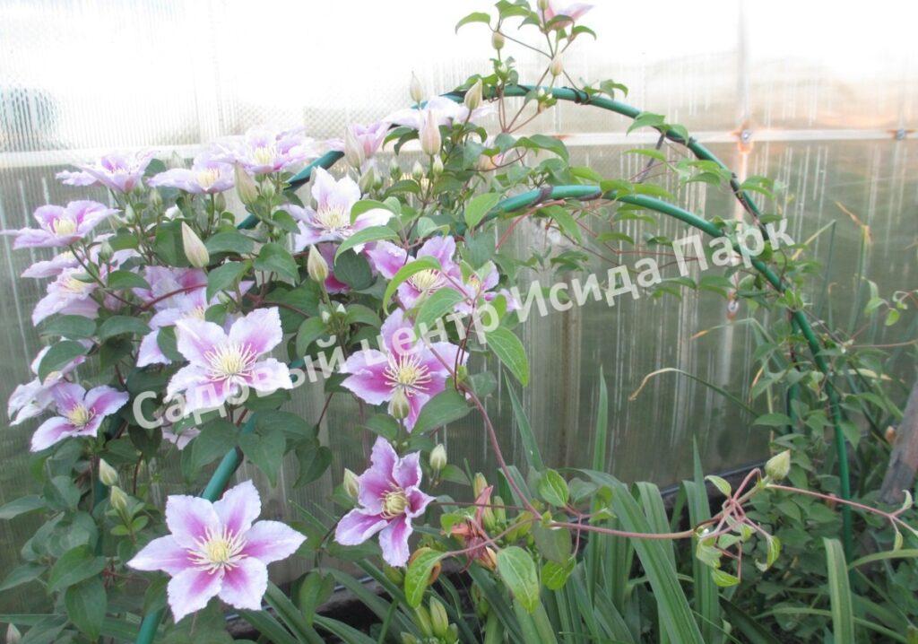 Клематис Пиилу (Piilu) Клематис Пиилу (Piilu)