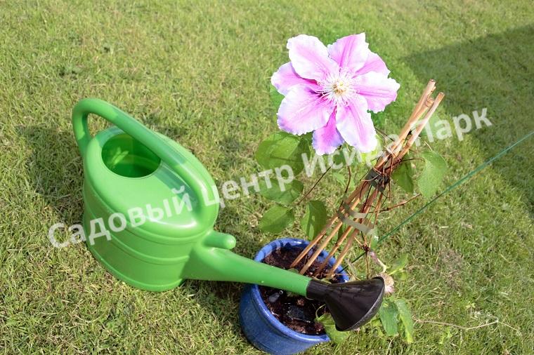 Клематис Пиилу (Piilu) Клематис Пиилу (Piilu)