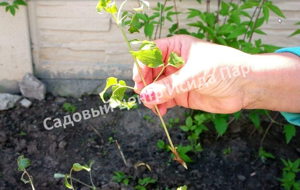 Клематис Пиилу (Piilu)