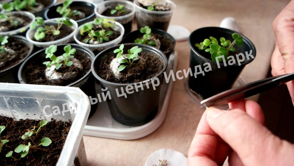 Клематис Пиилу (Piilu) Клематис Пиилу (Piilu)