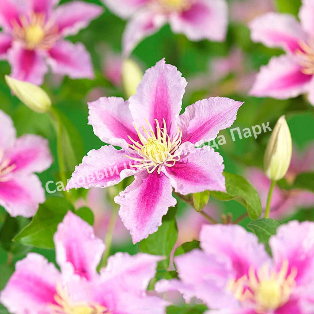 Клематис Пиилу (Piilu) Клематис Пиилу (Piilu)