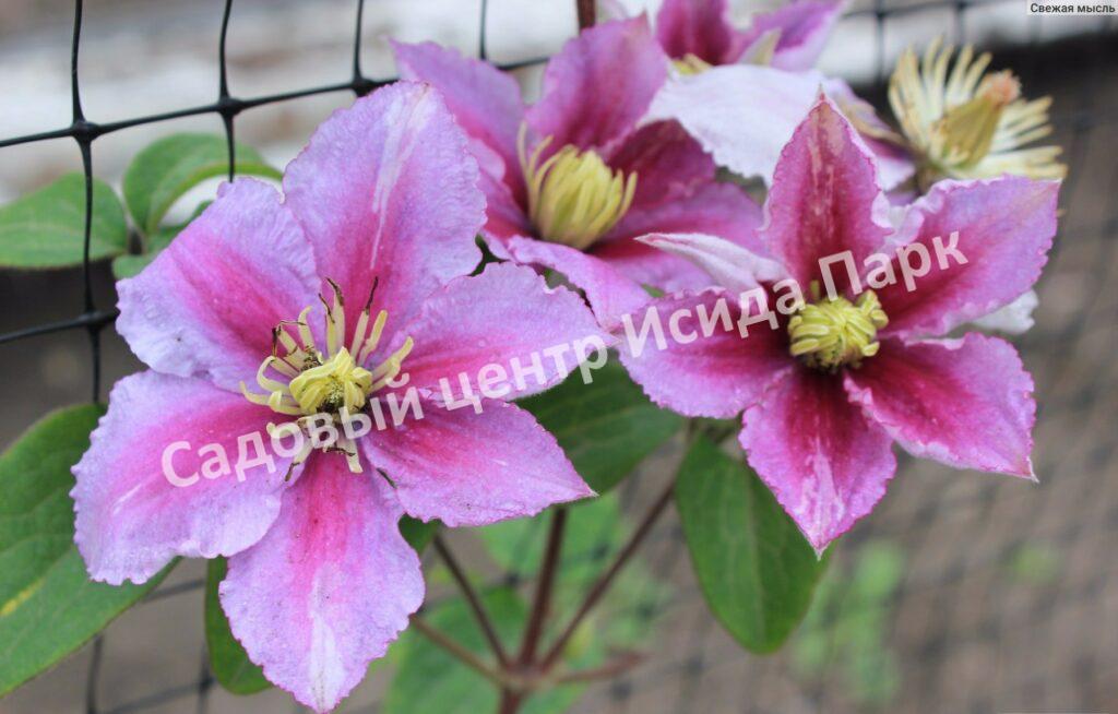 Клематис Пиилу (Piilu) Клематис Пиилу (Piilu)