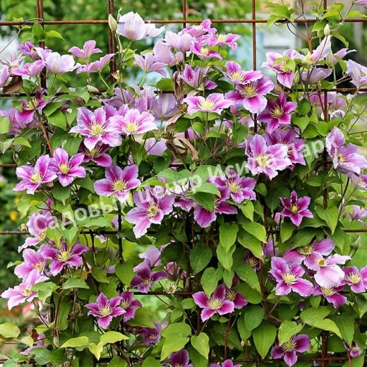 Клематис Пиилу (Piilu) Клематис Пиилу (Piilu)