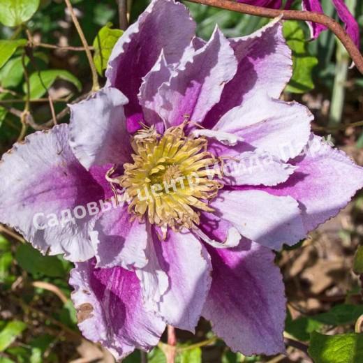 Клематис Пиилу (Piilu) Клематис Пиилу (Piilu)