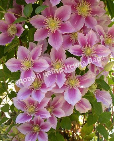 Клематис Пиилу (Piilu) Клематис Пиилу (Piilu)