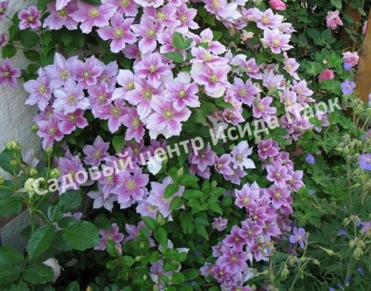 Клематис Пиилу (Piilu) Клематис Пиилу (Piilu)