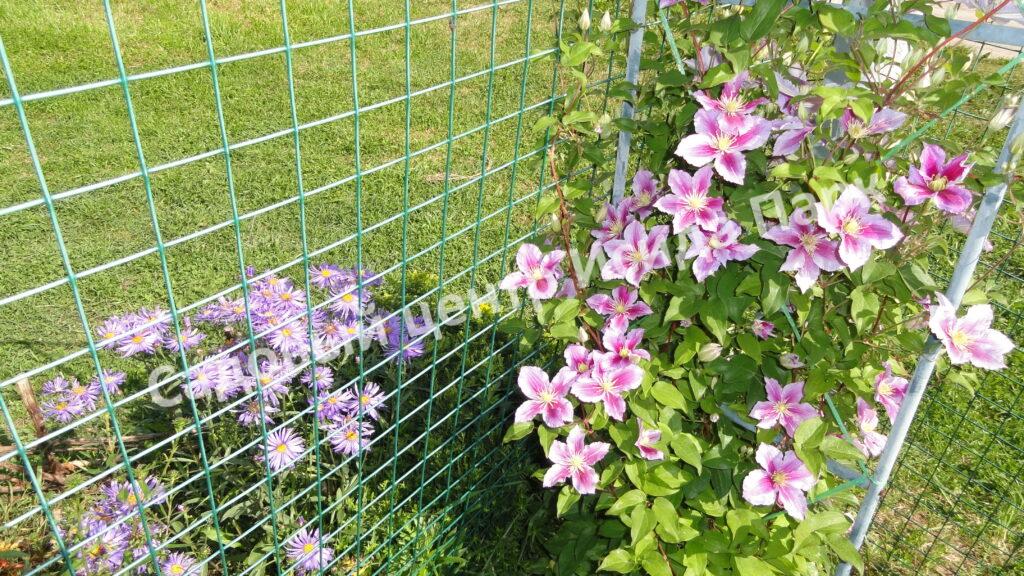 Клематис Пиилу (Piilu) Клематис Пиилу (Piilu)