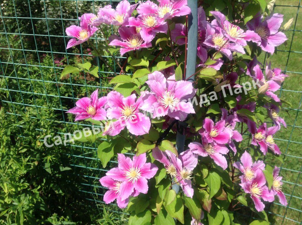 Клематис Пиилу (Piilu) Клематис Пиилу (Piilu)