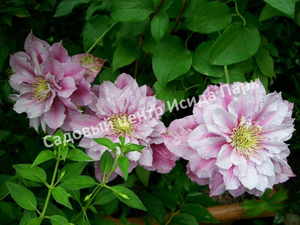 Клематис Пиилу (Piilu) Клематис Пиилу (Piilu)