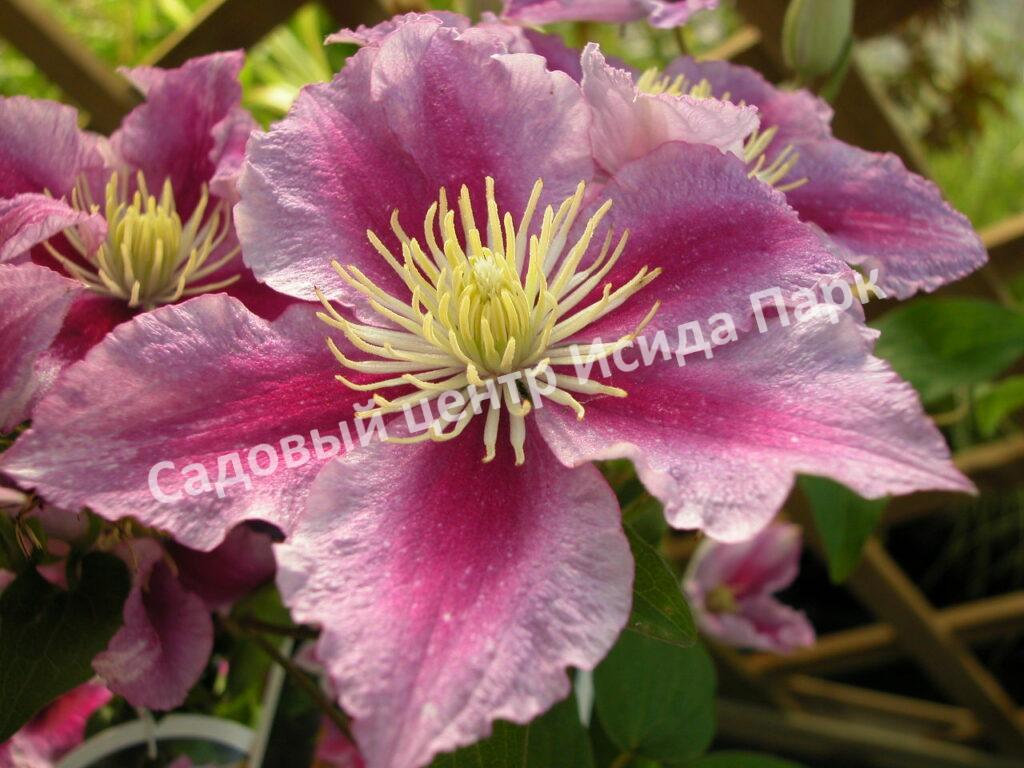 Клематис Пиилу (Piilu) Клематис Пиилу (Piilu)