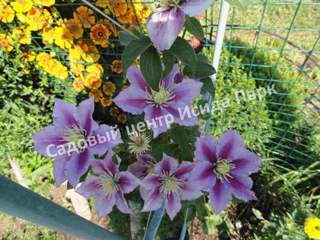 Клематис Пиилу (Piilu) Клематис Пиилу (Piilu)