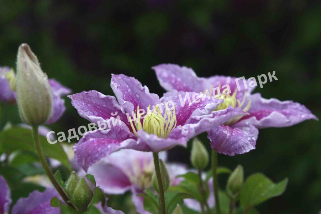 Клематис Пиилу (Piilu) Клематис Пиилу (Piilu)