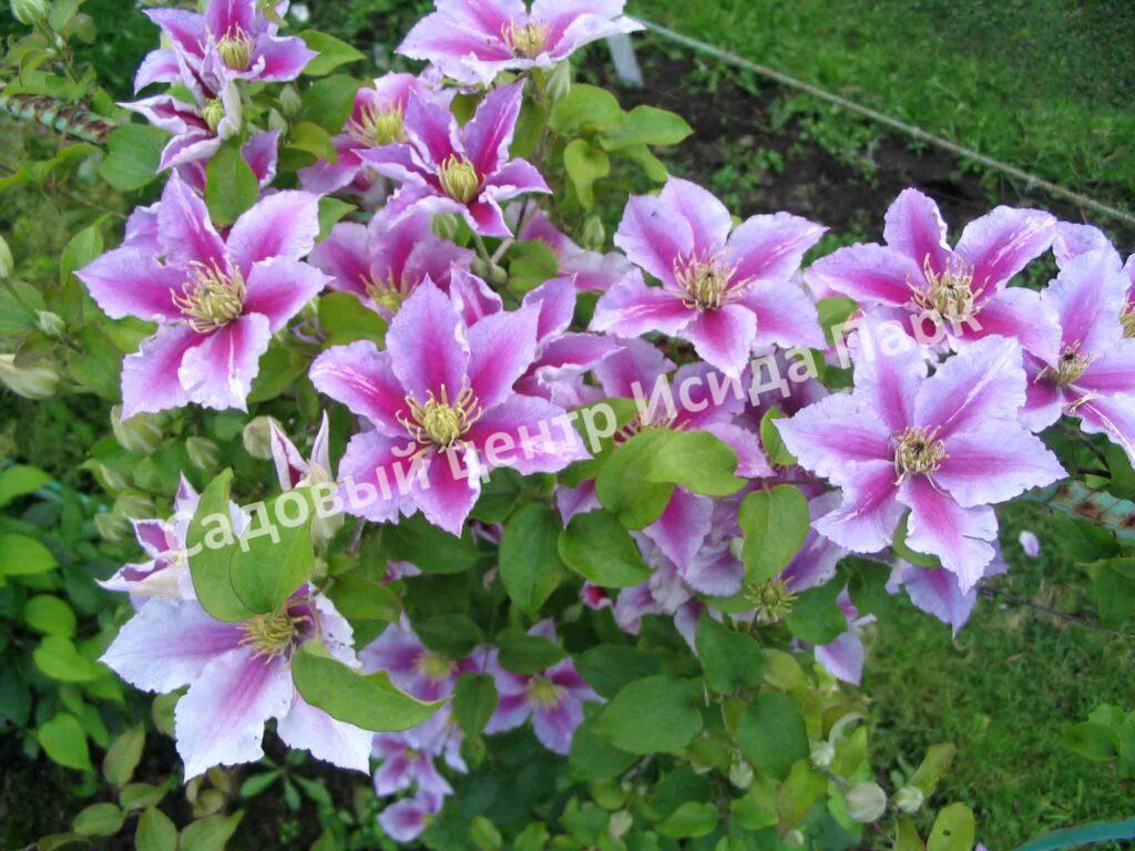 Клематис Пиилу (Piilu) Клематис Пиилу (Piilu)