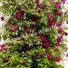 Клематис Абунданс (Abundance) 5