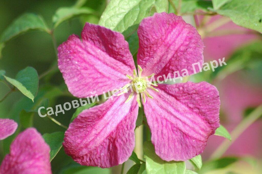 Клематис Абунданс (Abundance)