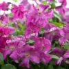 Клематис Абунданс (Abundance) 7