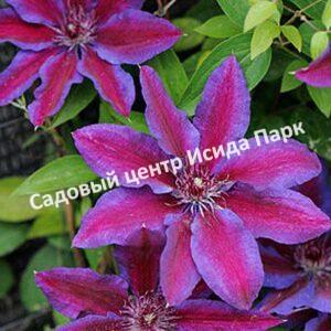 Клематис Акаиши (Akaishi)