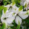 Клематис Алба Люксурианс (Alba Luxurians) 1