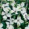 Клематис Алба Люксурианс (Alba Luxurians) 4