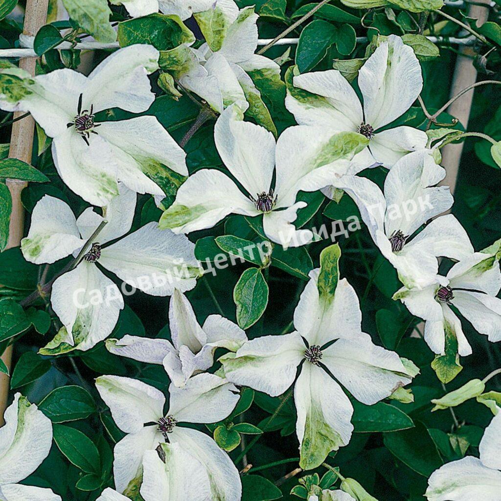 Клематис Алба Люксурианс (Alba Luxurians)