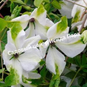 Клематис Алба Люксурианс (Alba Luxurians)