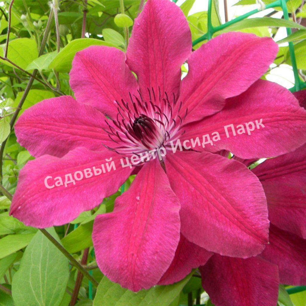 Клематис Аллана (Allanah)