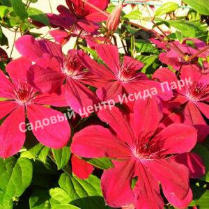 Клематис Аллана (Allanah)