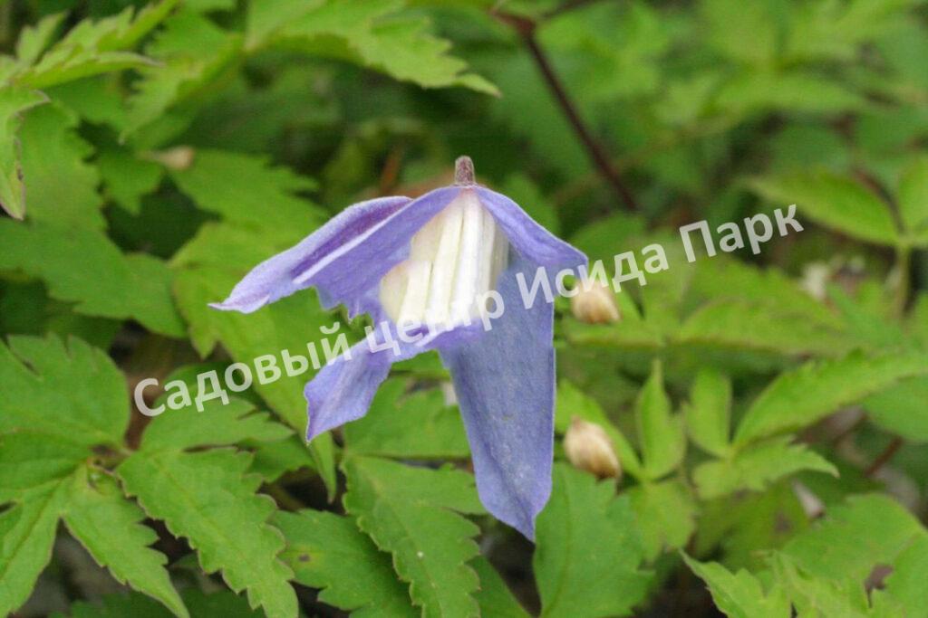 Клематис альпийский Альпина (Alpina)