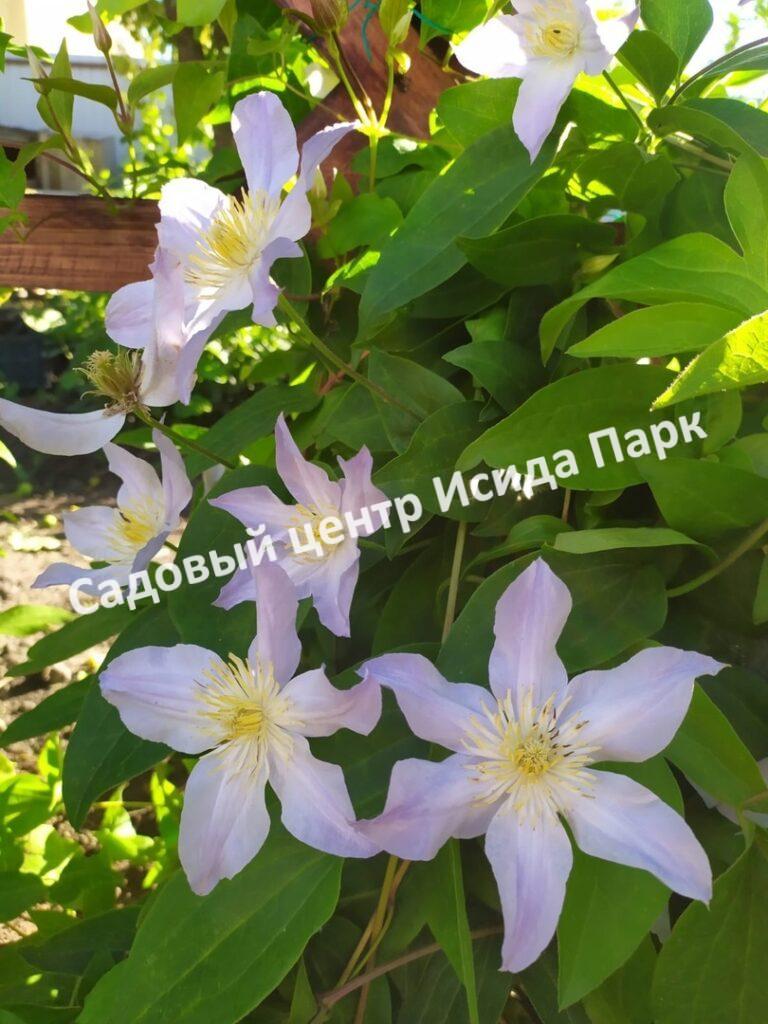 Клематис Анастасия Анисимова (Anastasija Anisimova)