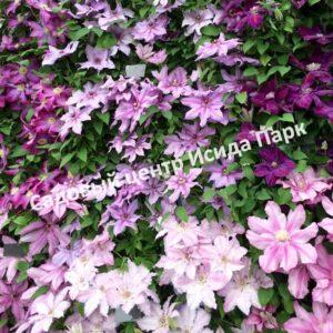 Клематис Анжела (Angela)