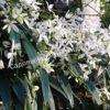 Клематис Арманда (Clematis armandii) 2