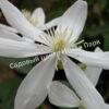 Клематис Арманда (Clematis armandii) 4