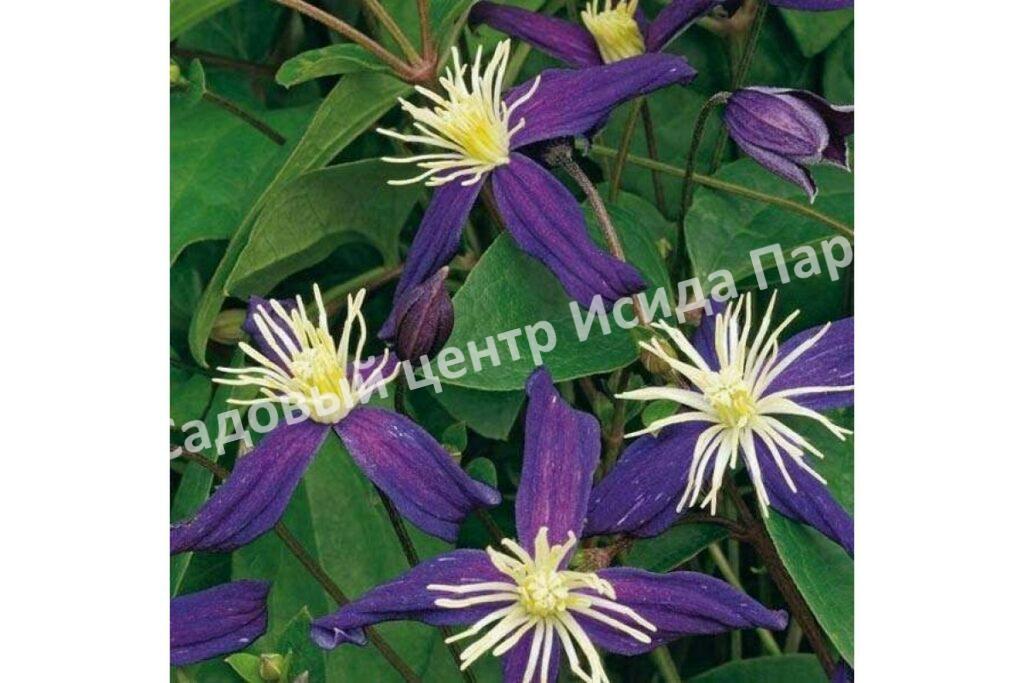 Клематис Ароматика (Aromatica)