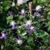 Клематис Ароматика (Aromatica) 6