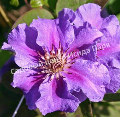 Клематис Ашва (Ashvа) Клематис Ашва (Ashvа)