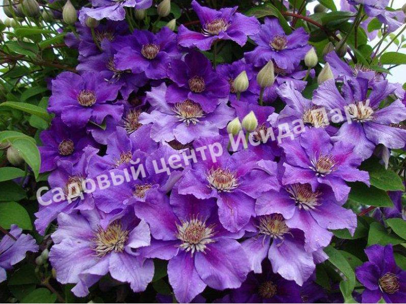 Клематис Ашва (Ashvа) Клематис Ашва (Ashvа)
