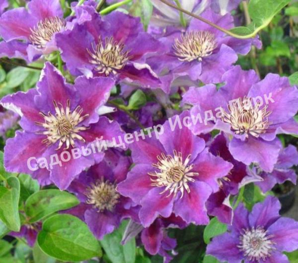 Клематис Ашва (Ashvа) Клематис Ашва (Ashvа)
