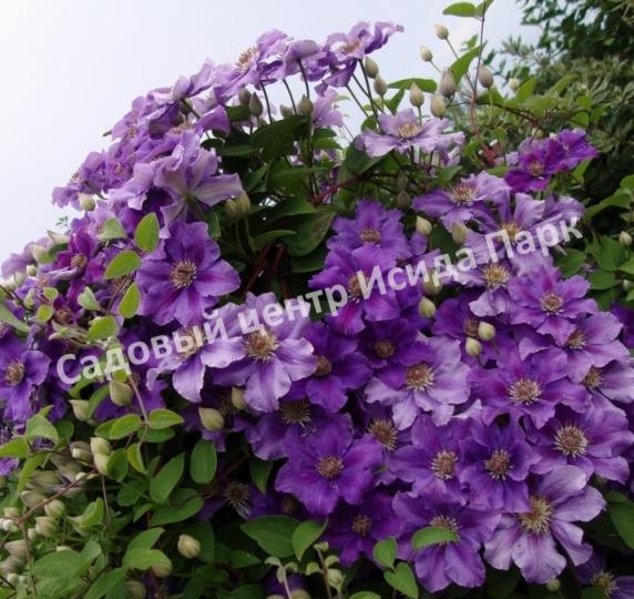 Клематис Ашва (Ashvа) Клематис Ашва (Ashvа)