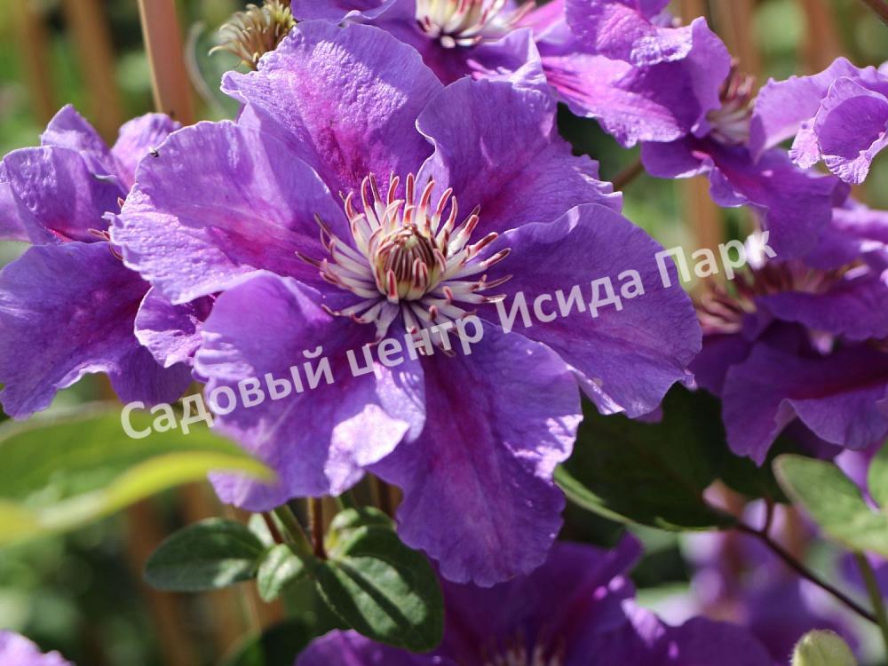 Клематис Ашва (Ashvа) Клематис Ашва (Ashvа)