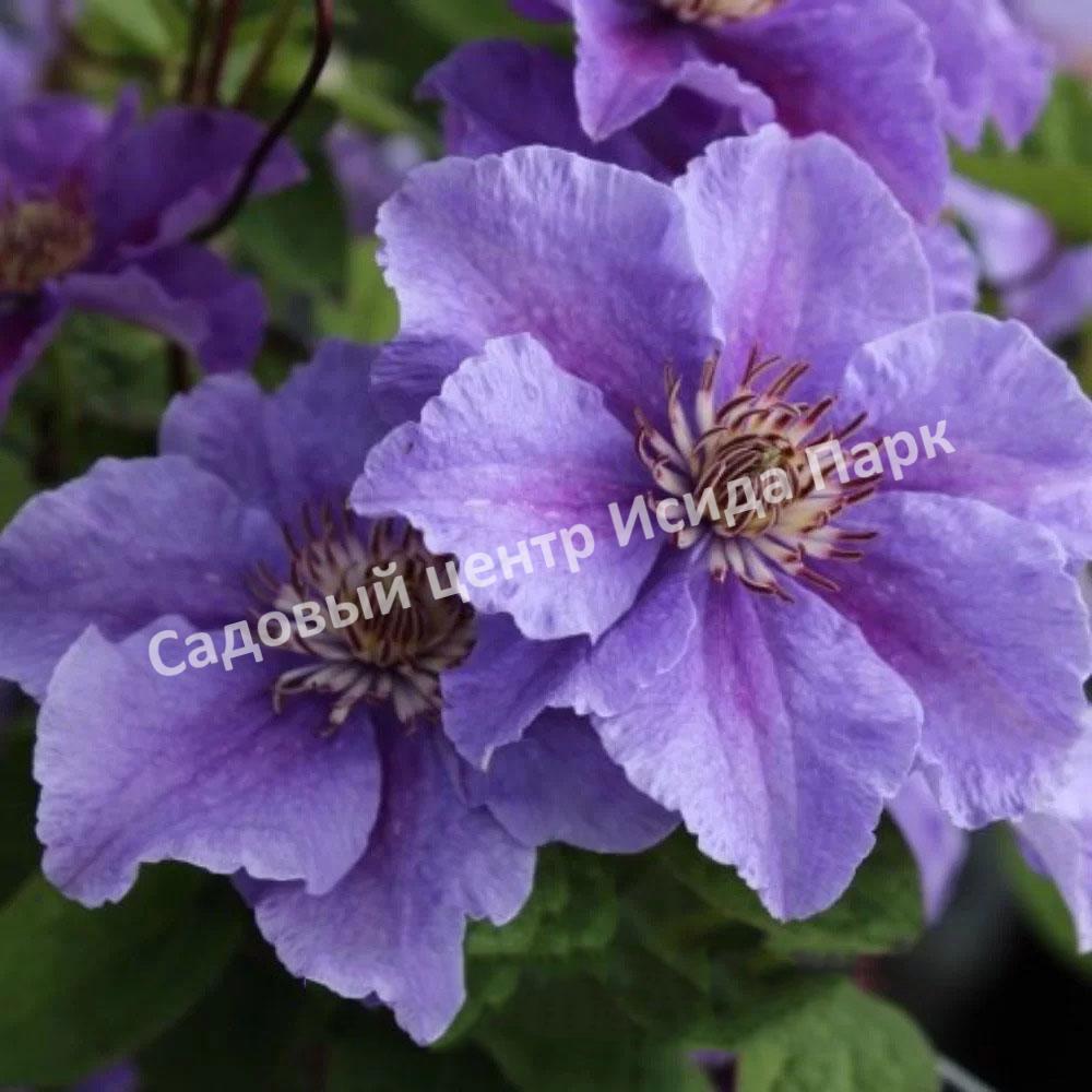 Клематис Ашва (Ashvа) Клематис Ашва (Ashvа)