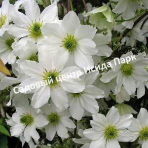 Клематис Аваланч (Avalanche)