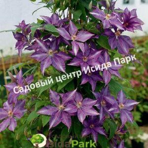 Клематис Багатель, Дороти Уолтон (Bagatelle, Dorothy Walton)