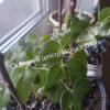 Клематис Бель оф Вокинг, Красавица из Уокинга (Belle of Woking) 7