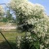 Клематис Белое облако (White cloud) 5