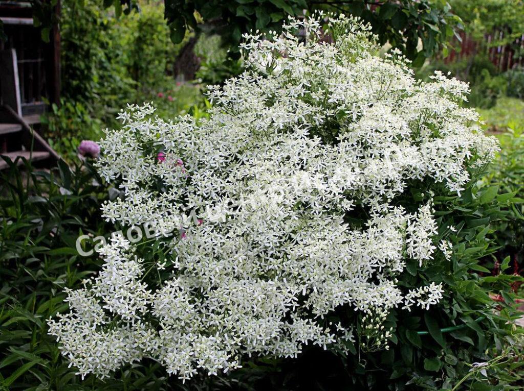 Клематис Белое облако (White cloud)