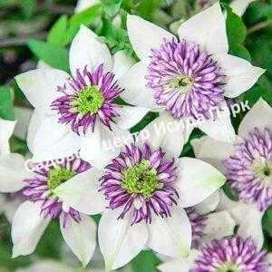 Клематис Биколор, florida var (Bicolor)