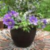 Клематис Бижу, Tudor Patio, Evipo030 (Clematis Bijou) 3