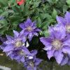 Клематис Бижу, Tudor Patio, Evipo030 (Clematis Bijou) 1