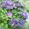 Клематис Бижу, Tudor Patio, Evipo030 (Clematis Bijou) 4