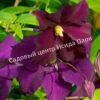 Клематис Блэк Принц, Черный Принц, Блек Принц (Black Prince) 1